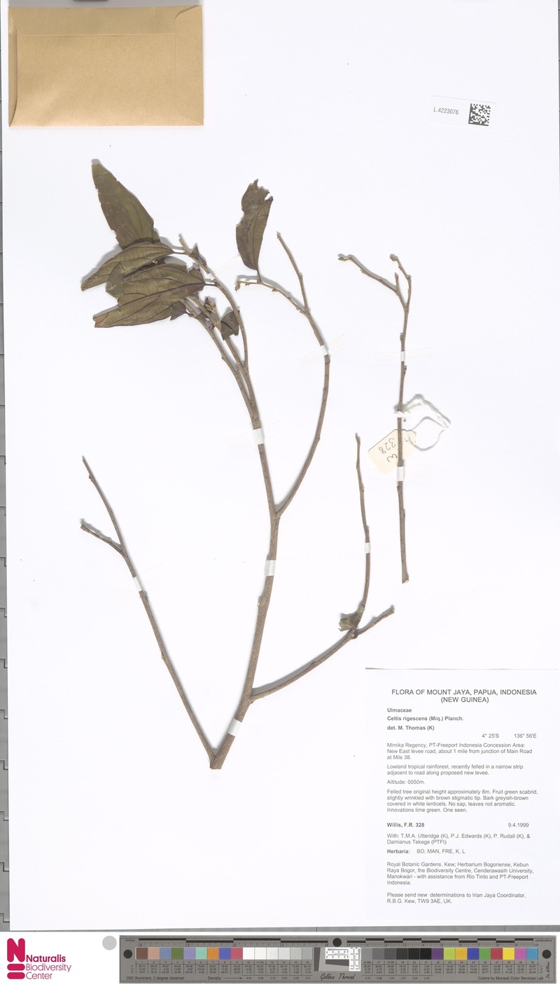 Celtis rigescens photo 4