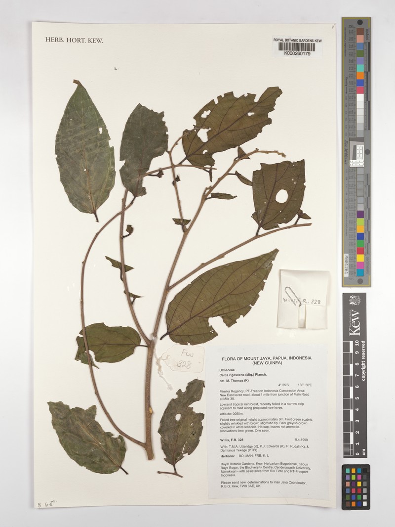 Celtis rigescens photo 5
