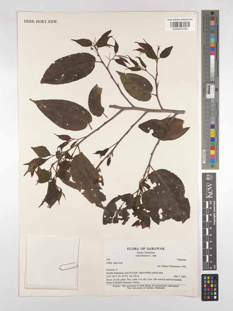 Celtis rigescens photo 6