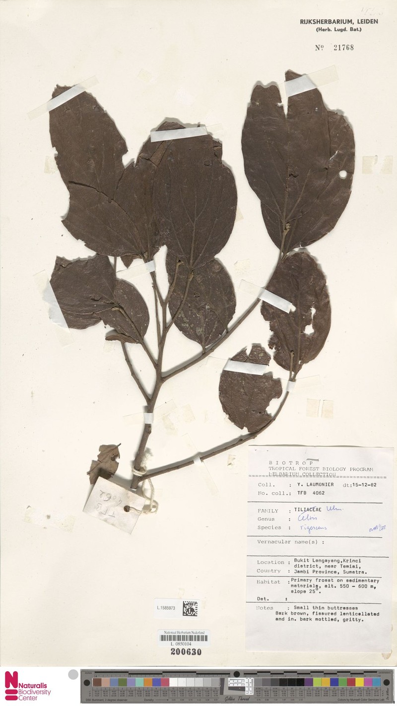Celtis rigescens photo 7