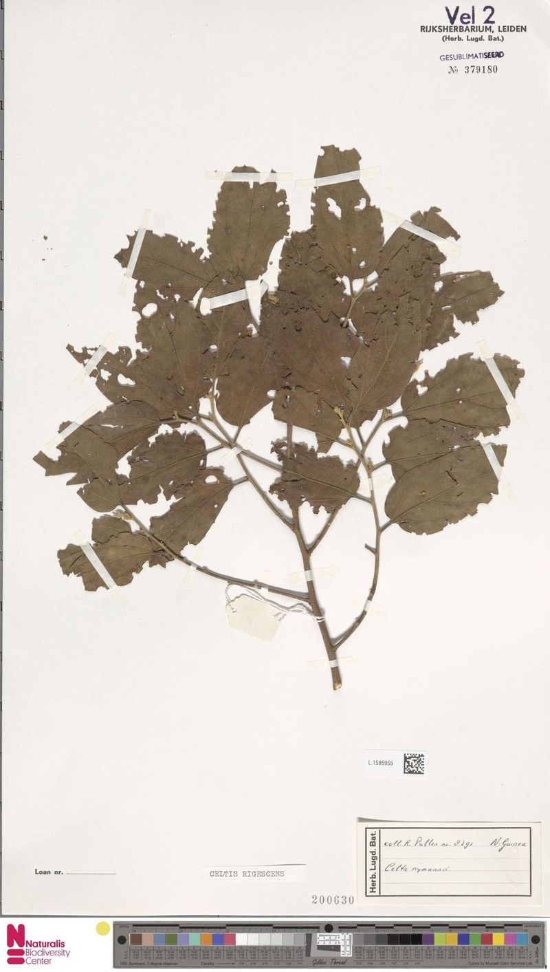 Celtis rigescens photo 8