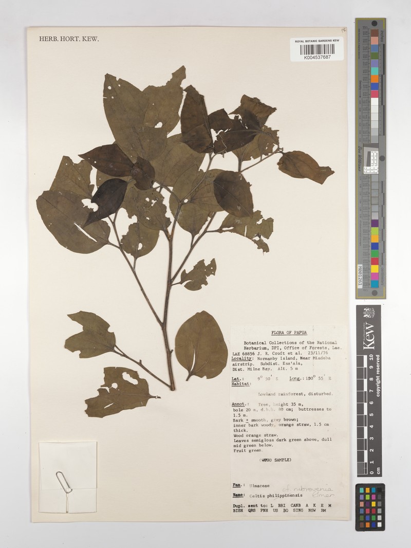 Celtis rubrovenia