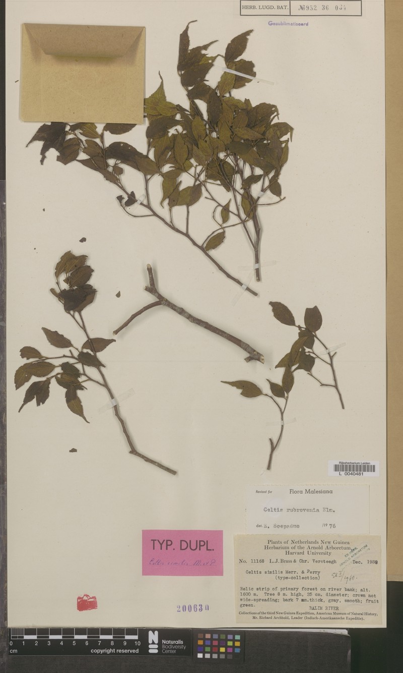 Celtis rubrovenia photo 2