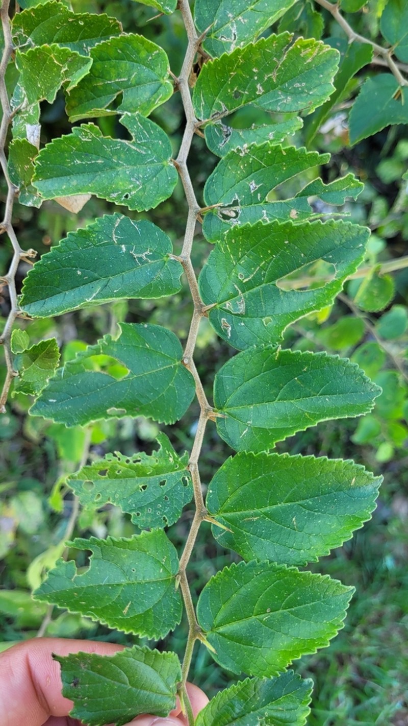 Celtis serratissima