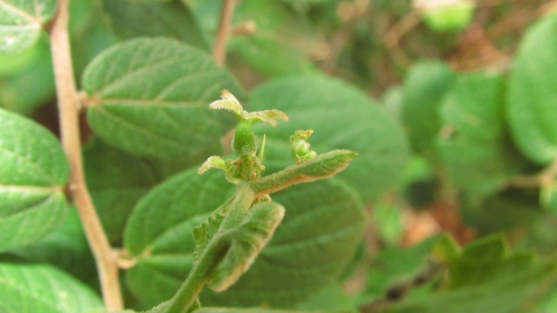 Celtis serratissima photo 2