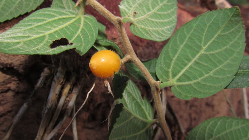 Celtis serratissima photo 3