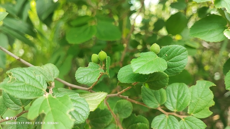 Celtis serratissima photo 4