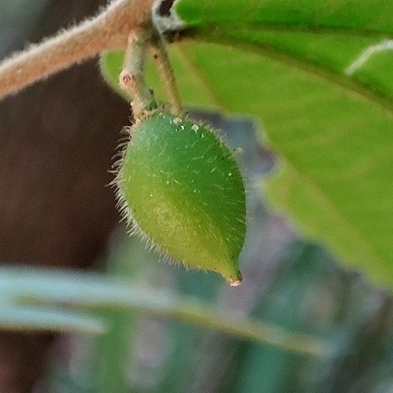 Celtis serratissima photo 5