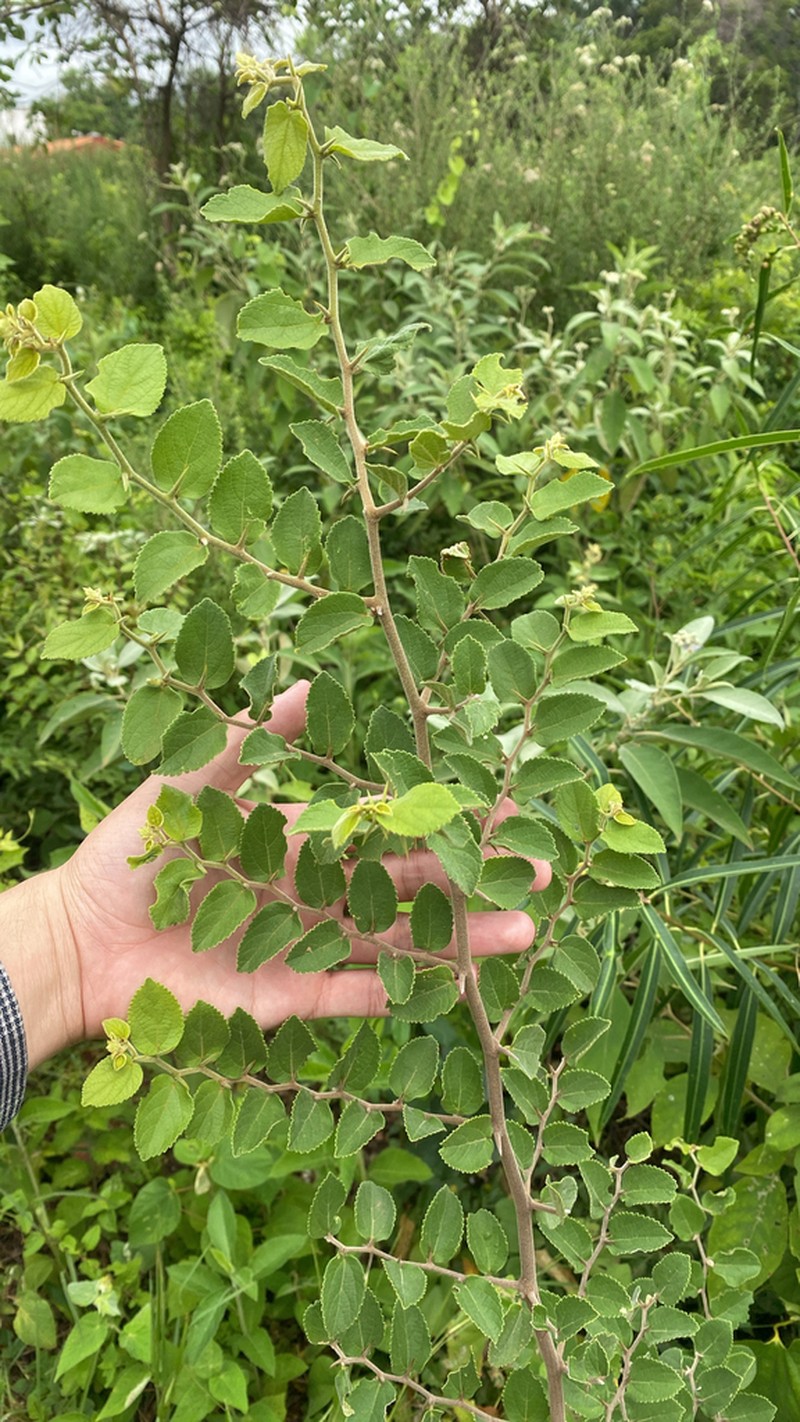 Celtis serratissima photo 6