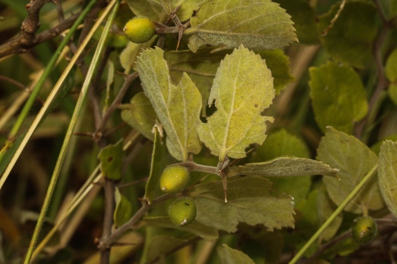 Celtis serratissima photo 7