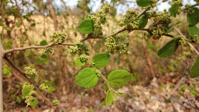 Celtis serratissima photo 8