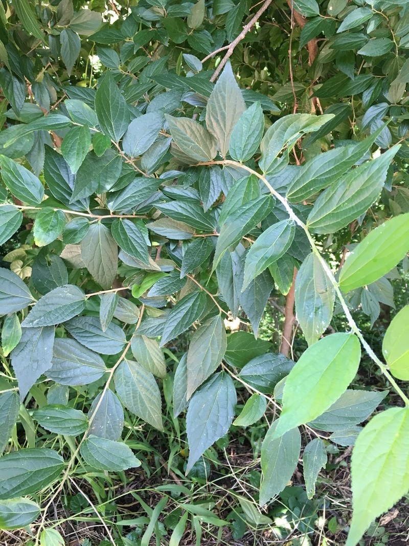 Chinese Hackberry photo 6