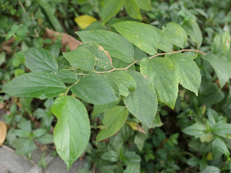 Chinese Hackberry photo 7