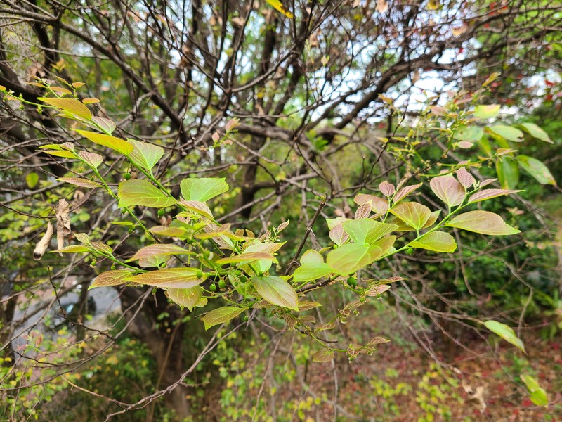 Chinese Hackberry photo 3