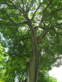 Chinese Hackberry