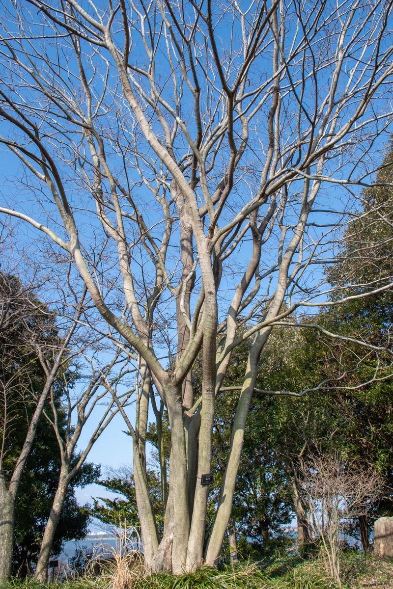 Chinese Hackberry photo 2