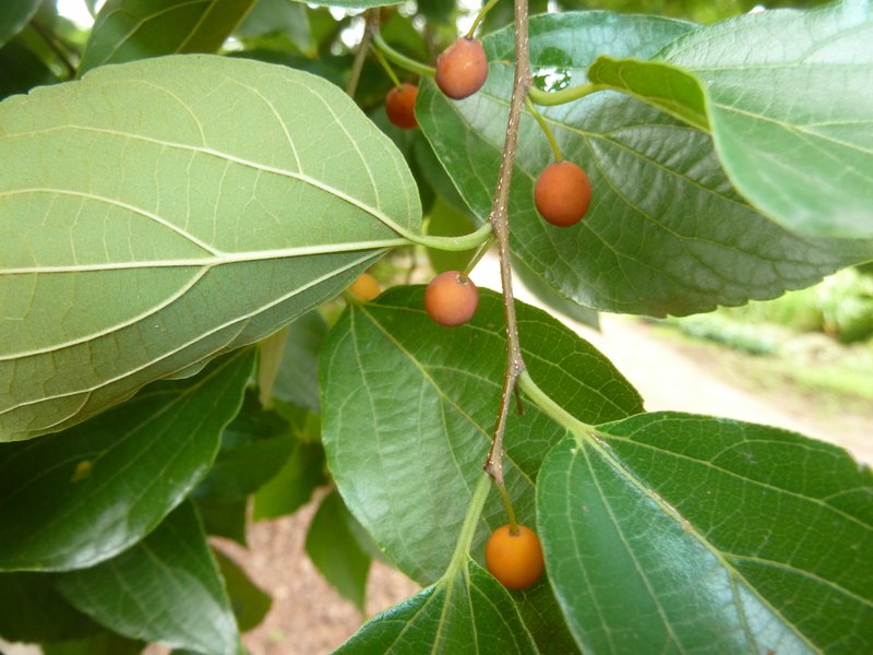 Chinese Hackberry photo 4