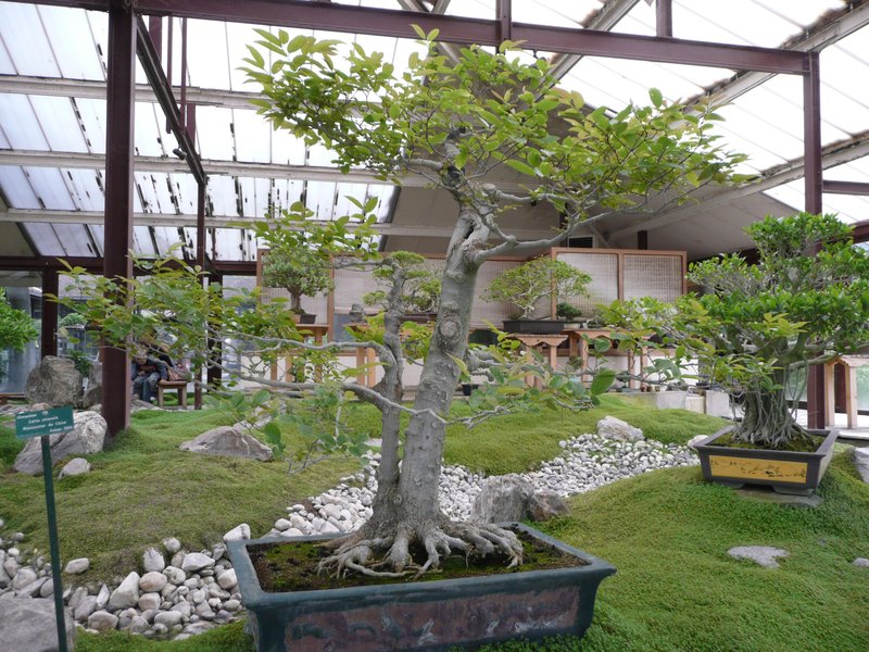 Chinese Hackberry photo 5