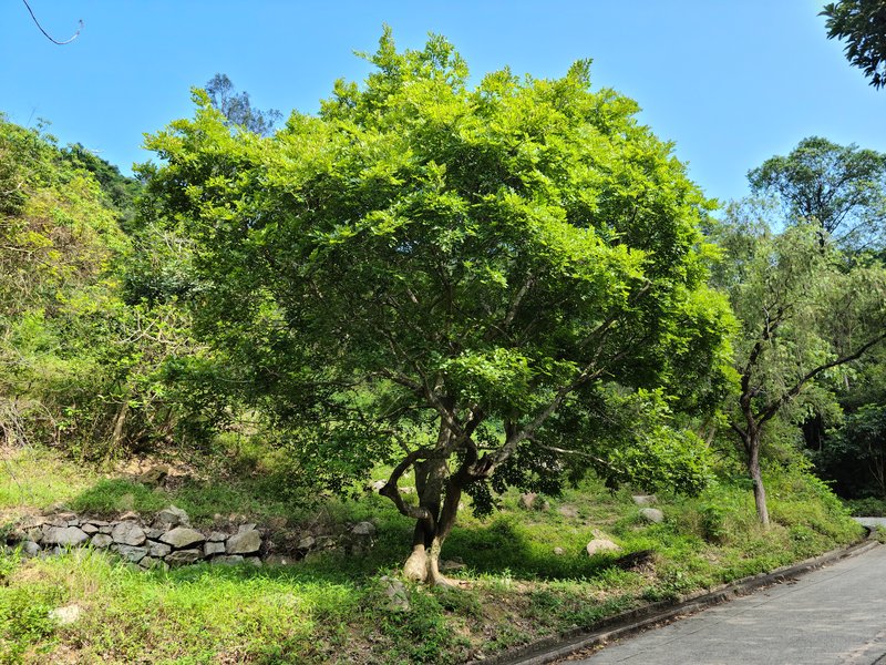 Chinese Hackberry photo 6