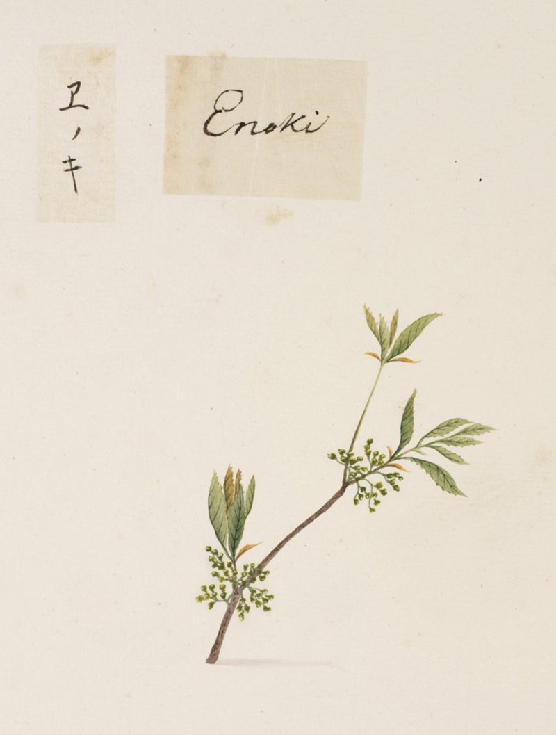 Chinese Hackberry photo 5