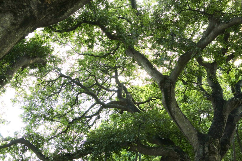Chinese Hackberry photo 7