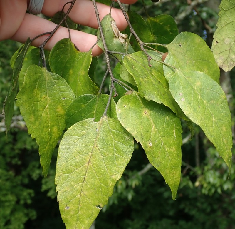 Celtis smallii