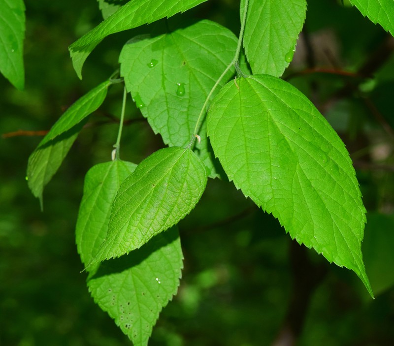 Celtis smallii photo 2