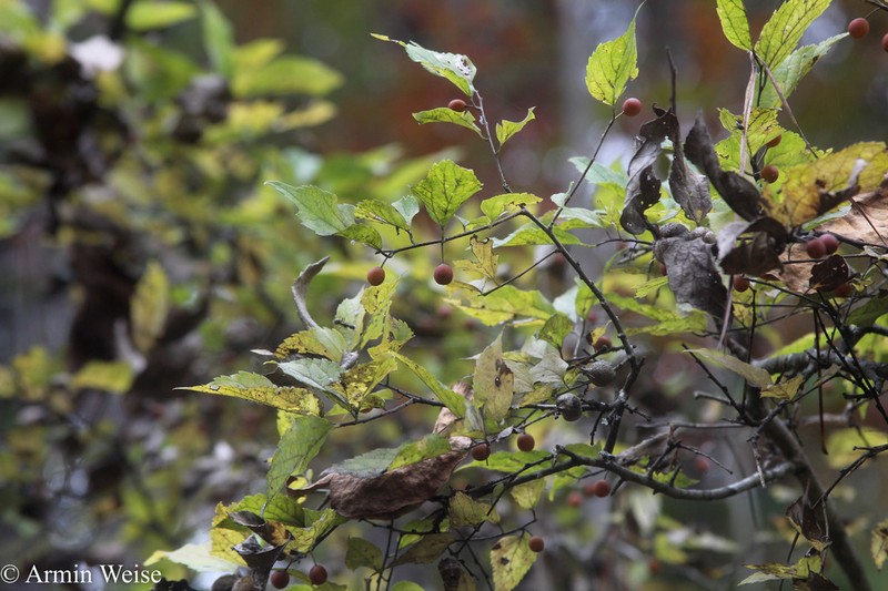 Celtis smallii photo 3