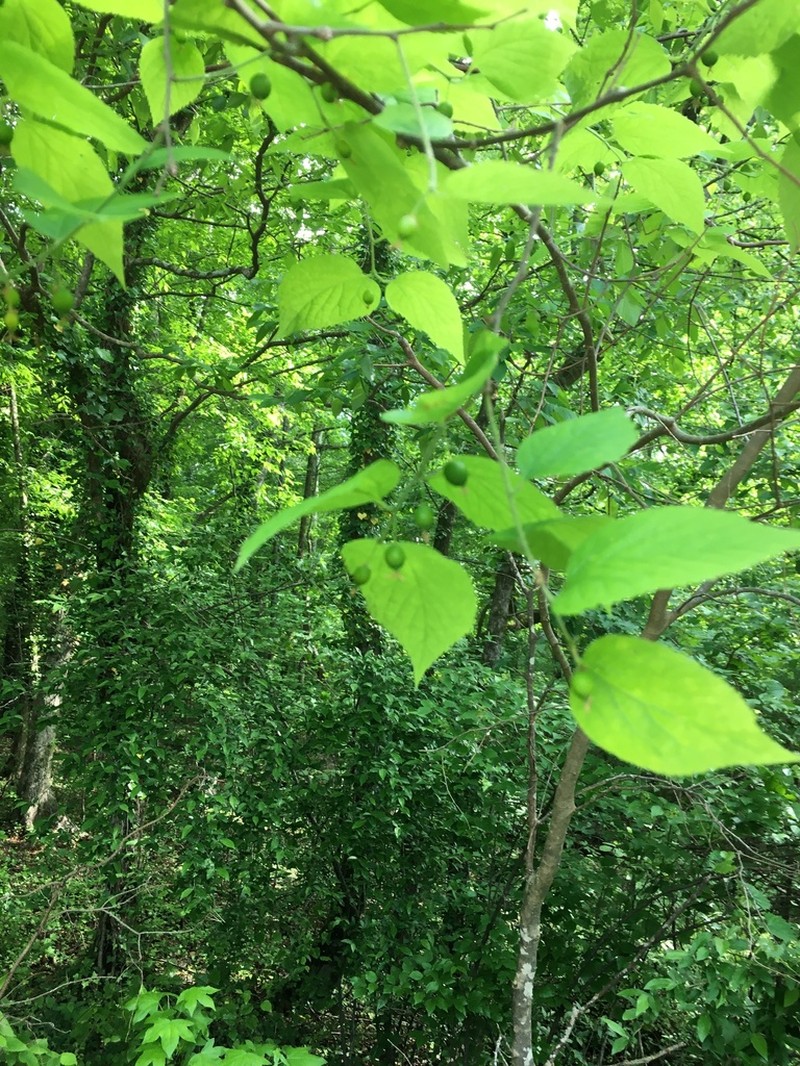 Celtis smallii photo 4