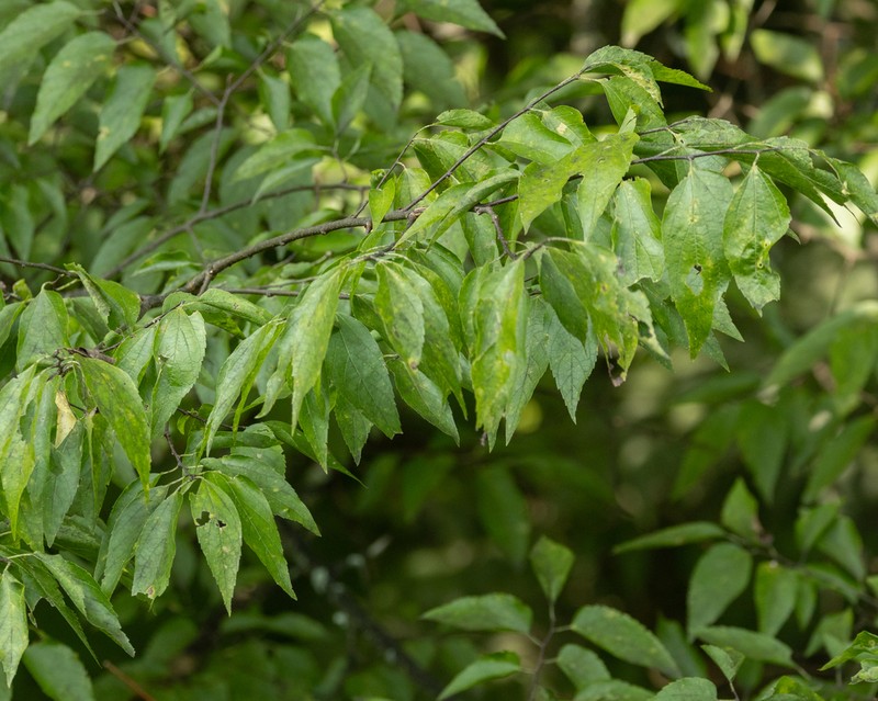 Celtis smallii photo 5