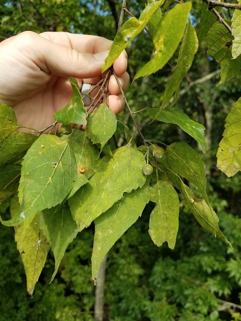 Celtis smallii photo 6
