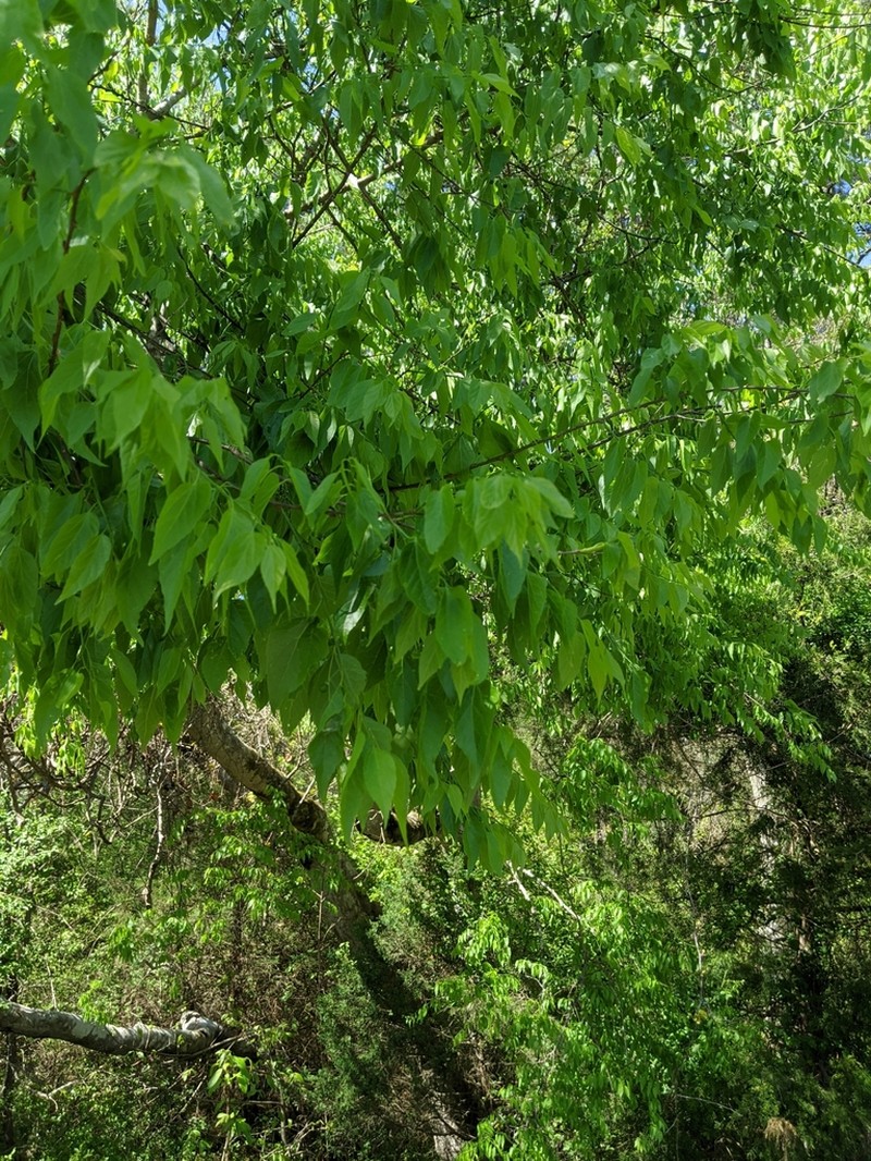 Celtis smallii photo 7
