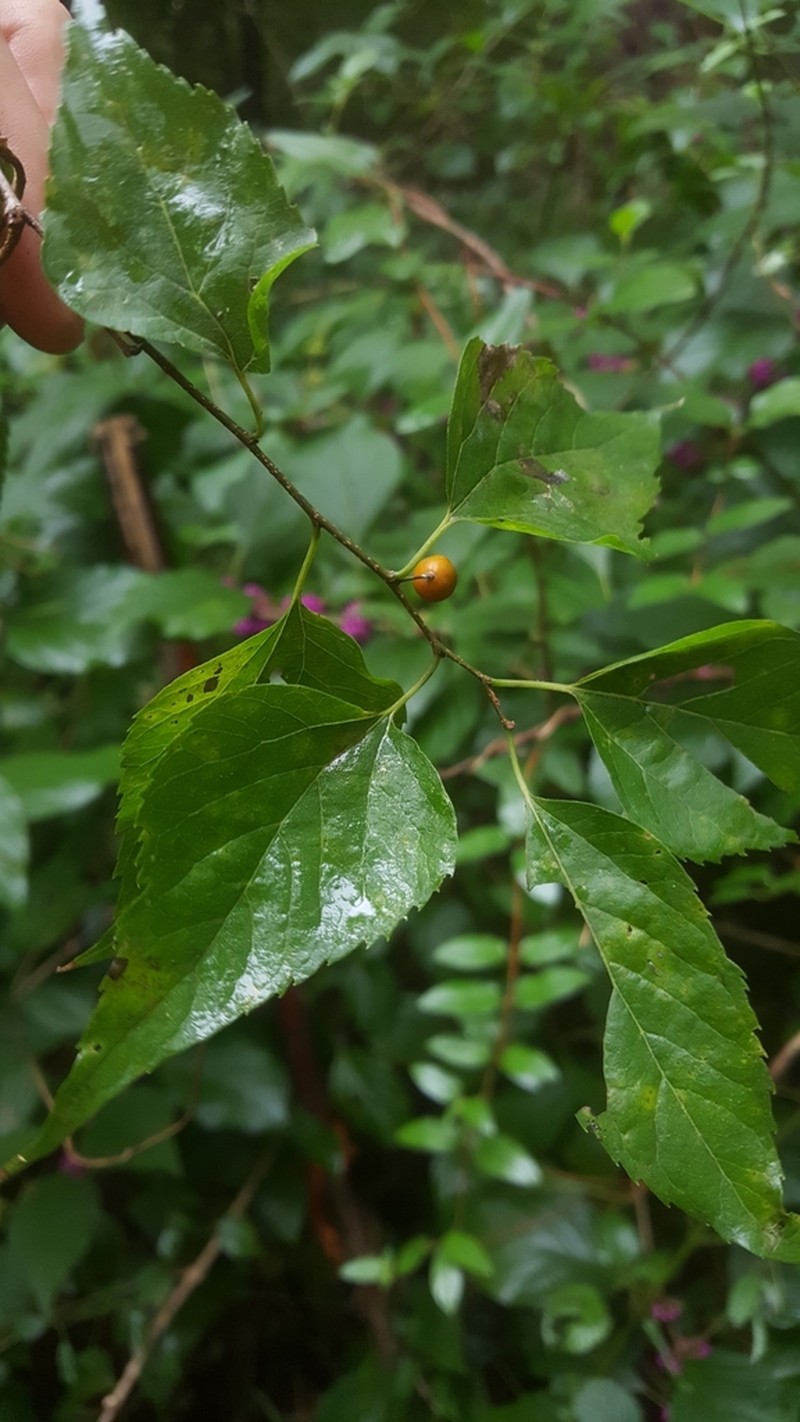 Celtis smallii photo 8