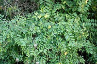 Celtis spinosa