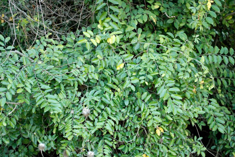 Celtis spinosa