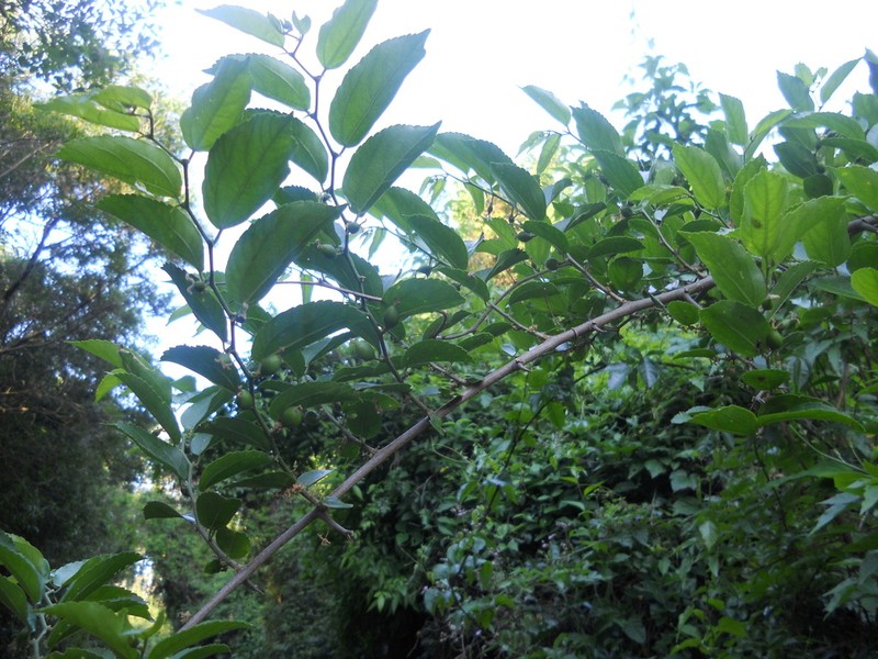 Celtis spinosa photo 2
