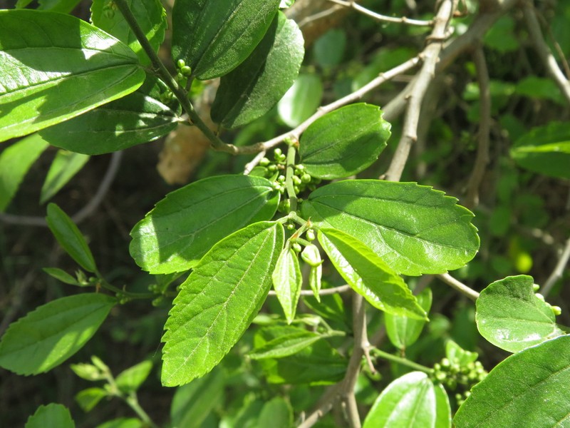 Celtis spinosa photo 3