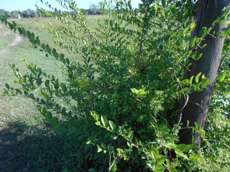 Celtis spinosa photo 4