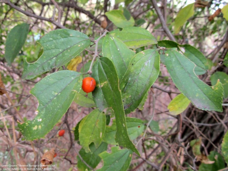 Celtis spinosa photo 5