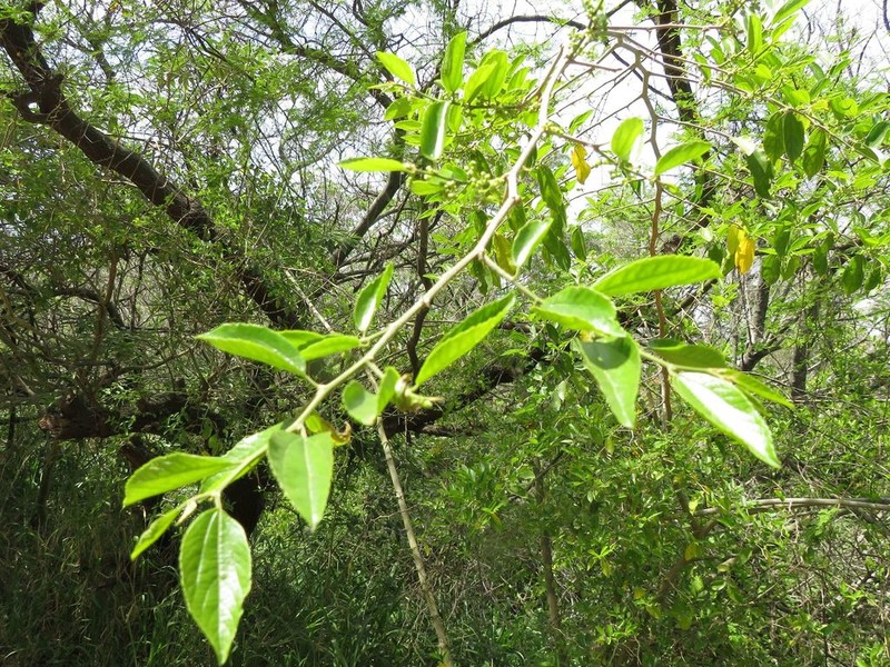 Celtis spinosa photo 6