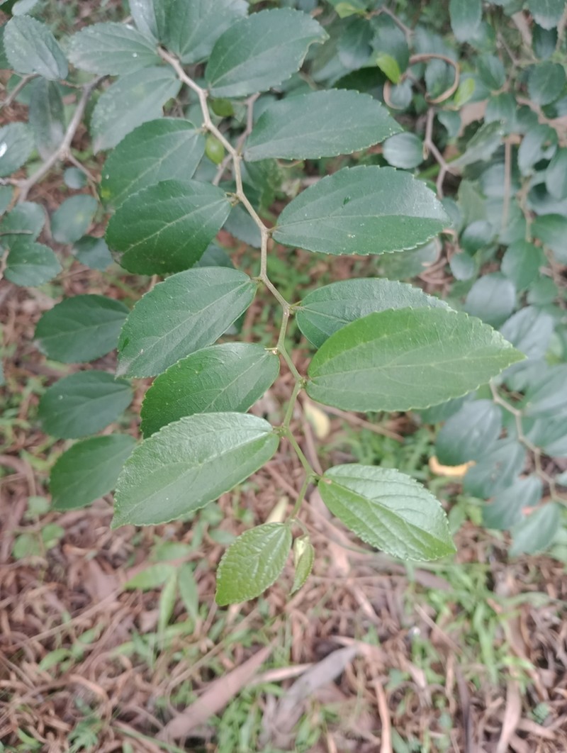 Celtis spinosa photo 7