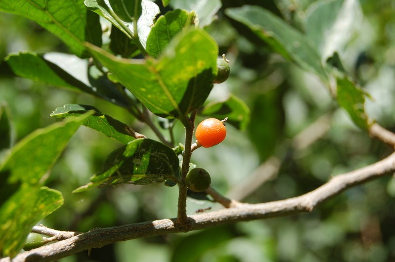 Celtis spinosa photo 8