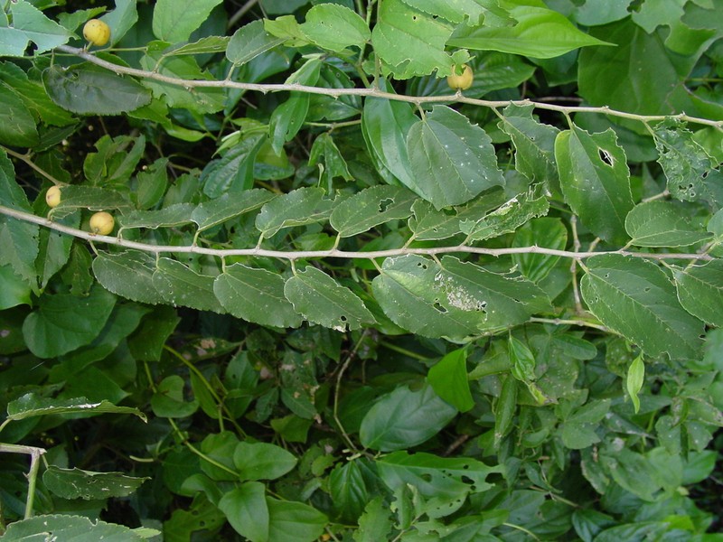 Celtis spinosissima