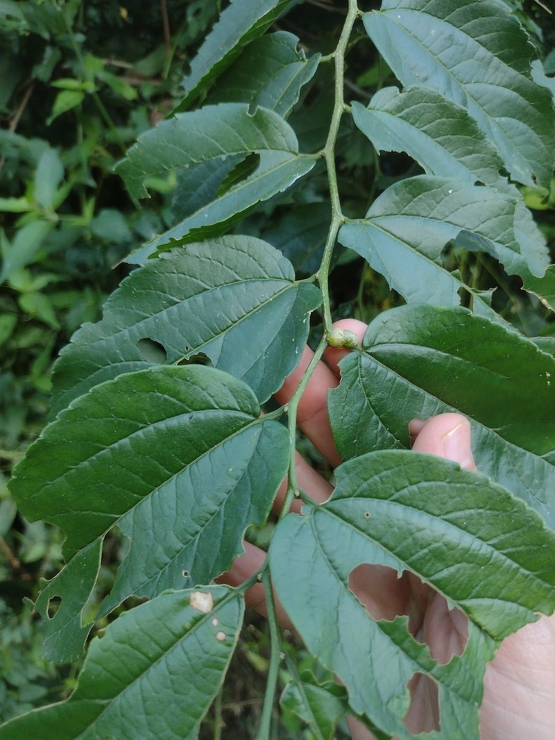 Celtis spinosissima photo 2