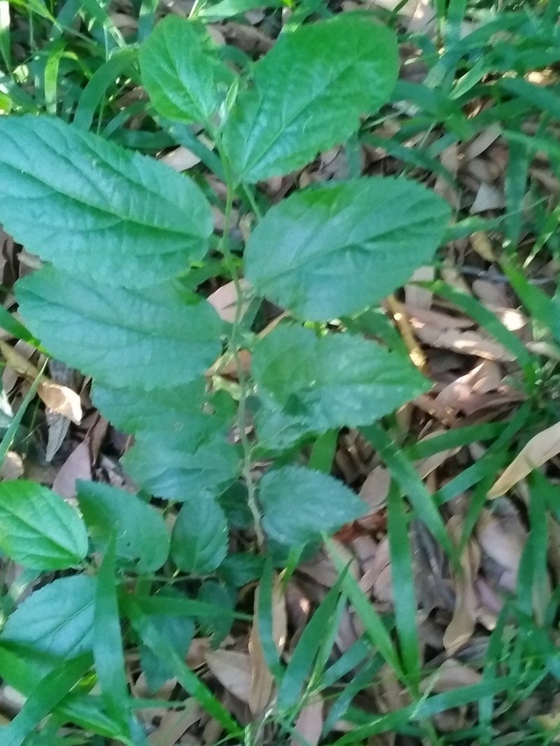 Celtis spinosissima photo 3