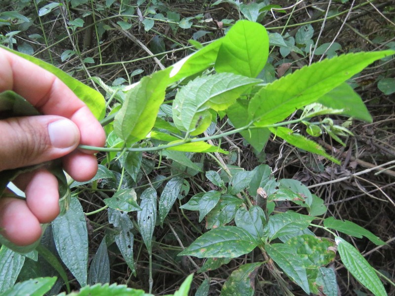 Celtis spinosissima photo 4