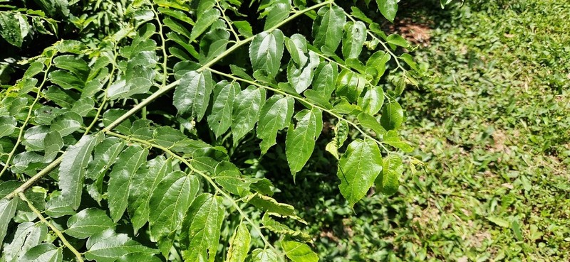 Celtis spinosissima photo 5