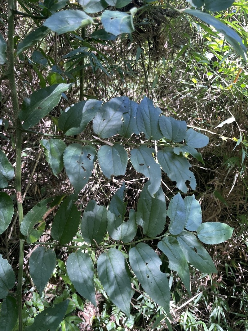 Celtis spinosissima photo 6
