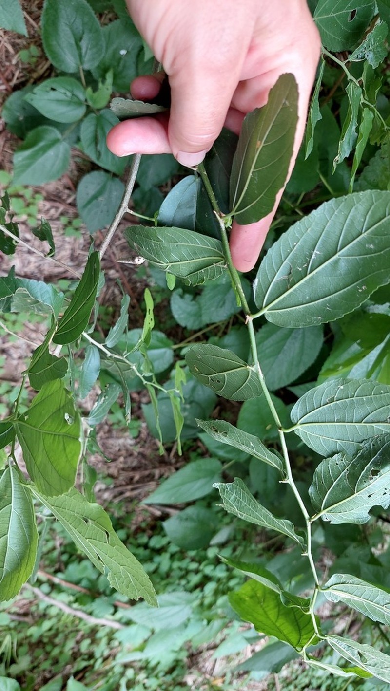Celtis spinosissima photo 7