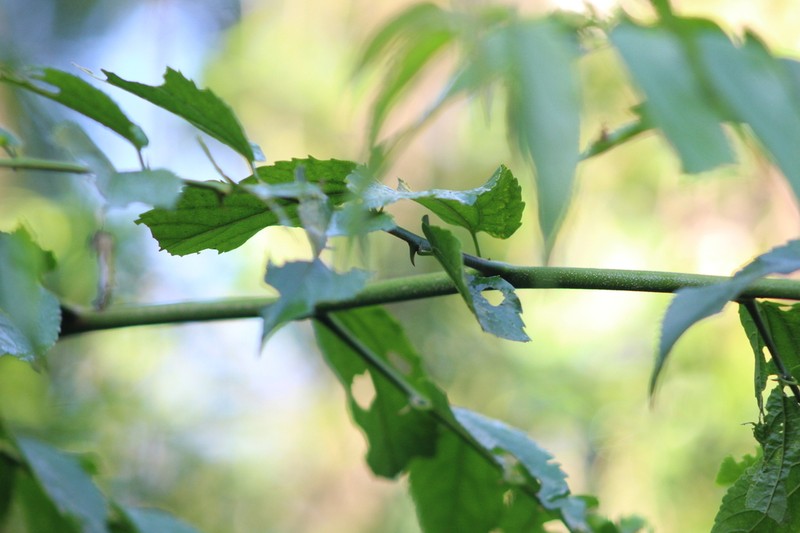 Celtis spinosissima photo 8